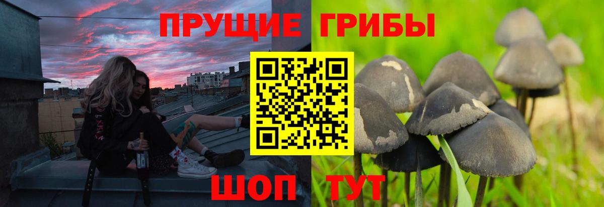 Псилоцибиновые грибы MAGIC MUSHROOMS  Вход с VPN  Гудермес 